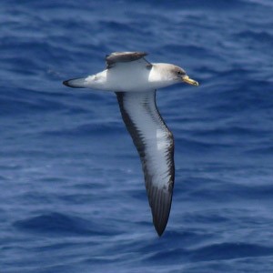 Cory's Shearwater - Calonectris (diomedea) borealis © John Muddeman